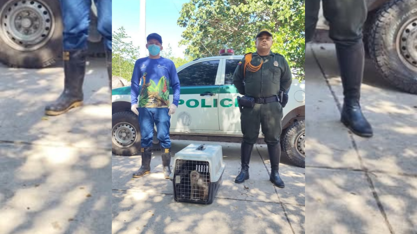 Mono Cebus versicolor fue rescatado en una finca de Bosconia tras permanecer amarrado en cautiverio mono