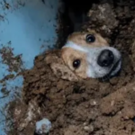 Más de 2.800 animales fueron rescatados tras el fuerte sismo en Colombia según UNGRD UNGRD