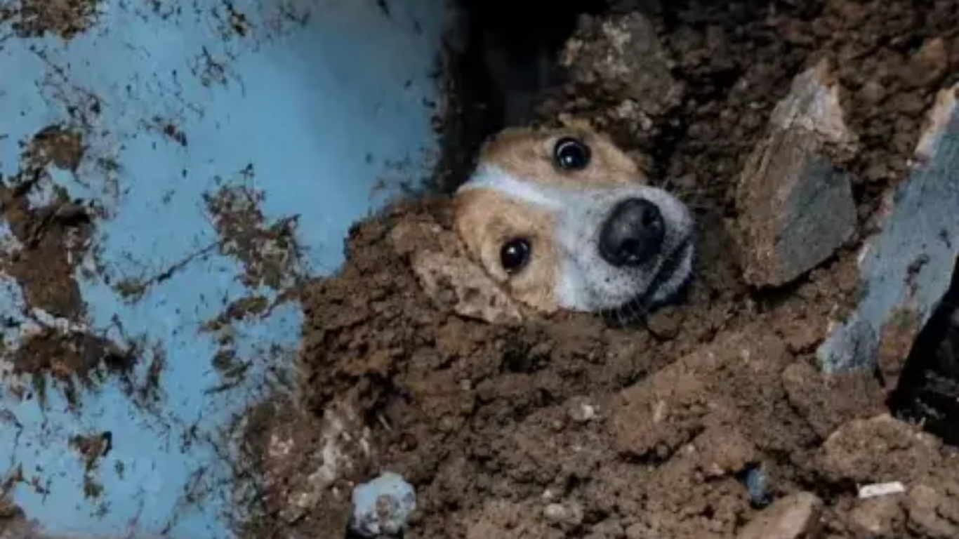 Más de 2.800 animales fueron rescatados tras el fuerte sismo en Colombia según UNGRD UNGRD