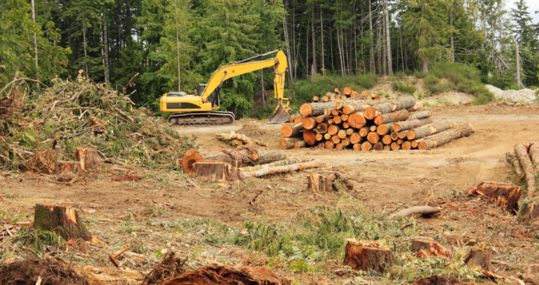 Deforestación en Colombia registró más pérdida de bosque en 2025, según el Ideam deforestación
