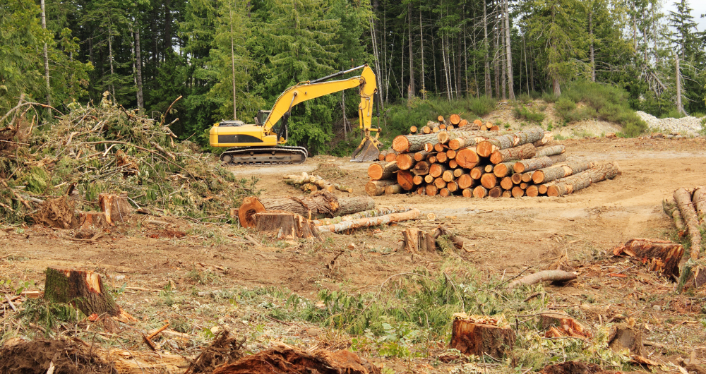 deforestación