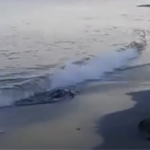 Cuerpo de hombre fue hallado en zona de playa del Aeropuerto Simón Bolívar cuerpo