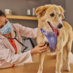 ¿Cada cuánto hay que llevar al veterinario a los perros y gatos? Perros y gatos