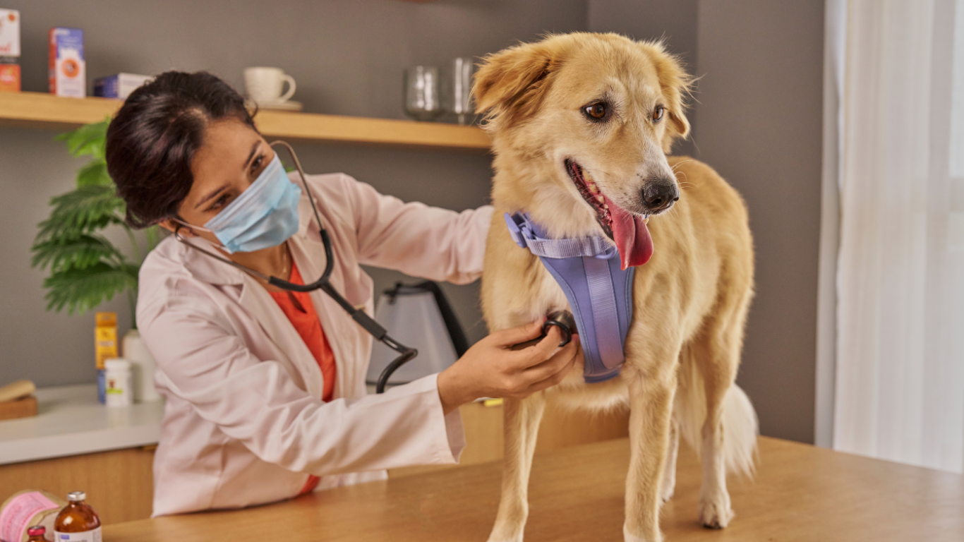¿Cada cuánto hay que llevar al veterinario a los perros y gatos? Perros y gatos