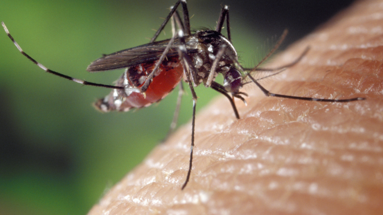 Casos de dengue en el Cesar aumentaron 124% en 2026 Dengue