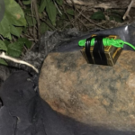 Ejército