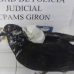 INPEC detectó una paloma mensajera con elementos prohibidos en cárcel de Girón Paloma mensajera fue detectada en la cárcel de Palogordo